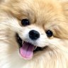 Фото профиля もちゃん🐶🍮ポメラニアン