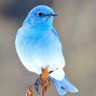 Mrs.Tweet 的头像