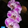 Clara G profil fotoğrafı