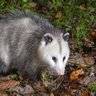 Фото профиля GinormousPossum