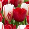 Tulip Girl profil fotoğrafı