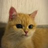 Hakuru's profile picture