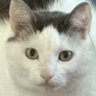 TheRealCatsir profil fotoğrafı