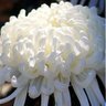 【菊の人】🌠 profil fotoğrafı