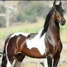Majed . profil fotoğrafı