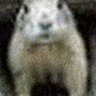 Darrin Vernier's profile picture