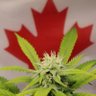 Samson's Cannabis 👽✌️💚 profil fotoğrafı