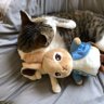ポコポコ's profile picture