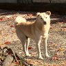 Profilbild von 犬大好きおばちゃん