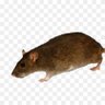 Profilbild von Rato de Sousa