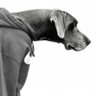 Фото профиля The Hound