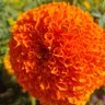 Фото профиля गोरेनाम 🕉️