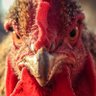 Profilbild von chickens don't have nipples
