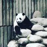 舒立效 profil fotoğrafı