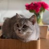 Cookie's profile picture
