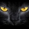 Gato Preto 的头像