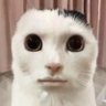 charivari's profile picture