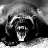 Redwolverine's profile picture