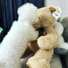 トッポっきー's profile picture