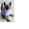 Kaykay profil fotoğrafı