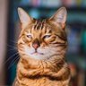 习偷乐用喇叭打希特勒一鳎目's profile picture