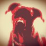 blackdogshow 的头像