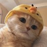蝶喵 profil fotoğrafı
