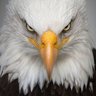 patriotmolenys's profile picture