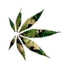 Cannabis Hort. Assoc 的头像