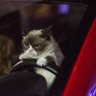 Grumpy GP F1 Team profil fotoğrafı