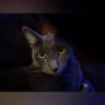 Buddykins profil fotoğrafı