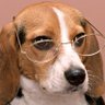 Joe Schmidt's profile picture