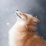 🇺🇸 Skymaster 🇺🇸 profil fotoğrafı