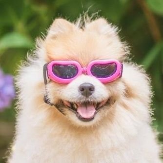 モモちゃんな日々's profile picture