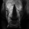 RhinoLove87 profil fotoğrafı