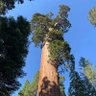 Фото профиля A Giant Sequoia