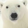Profilbild von Carsten D 🇩🇰 🇬🇱