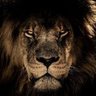 Фото профиля Lionsavvy