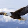 Profilbild von Eagle