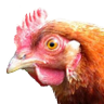nekto profil fotoğrafı