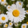 Daisy's profile picture