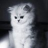ashrafdaniel's profile picture