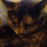 AbbyCat II's profile picture