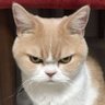 Grumpy Kat profil fotoğrafı