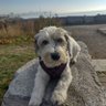 Dog Lover!!! profil fotoğrafı