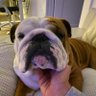 Moneyline Dogs All Day's profile picture
