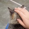 TomiGato19 profil fotoğrafı