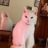 Martha profil fotoğrafı