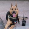 PupScanLA profil fotoğrafı