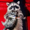 Profilbild von Dr.rakun